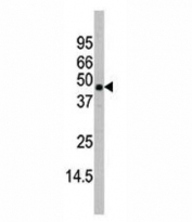 Western blot analysis of MAPK11 antibody and mouse heart tissue lysate