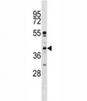 MAPK11 antibody western blot analysis in K562 lysate