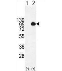Western blot analysis of MUC20 antibody and 293 cell lysate (2 ug/lane) either nontransfected (Lane 1) or transiently transfected with the MUC20 gene (2).~