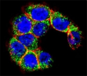 Confocal immunofluorescent analysis of MUC20 antibody with WiDr cells followed by Alexa Fluor 488-conjugated goat anti-rabbit lgG (green). Actin filaments have been labeled with Alexa Fluor 555 Phalloidin (red). DAPI was used as a nuclear counterstain (blue).