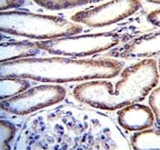 MUC20 antibody immunohistochemistry analysis in formalin fixed and paraffin embedded human kidney tissue.