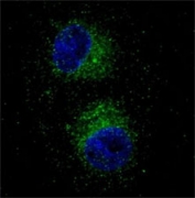 Fluorescent confocal image of HepG2 cells stained with MET antibody. Note the highly specific localization of the MET immunosignal to the cytoplasm