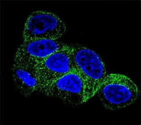 Confocal immunofluorescent analysis of b-Tubulin antibody with HepG2 cells followed by Alexa Fluor 488-conjugated goat anti-mouse lgG (green). DAPI was used as a nuclear counterstain (blue).