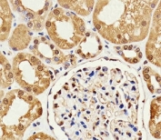 Immunohistochemical analysis of paraffin-embedded humankidney section using GAPDH antibody. Ab was diluted at 1:25 dilution.