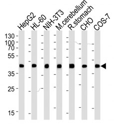 Western blot analysis of lysate from HepG2, HL-60, mouse NIH3T3 cell line, mouse cerebellum and rat stomach tissue lysate, CHO, COS-7 lysate (left to right) using beta-Actin antibody at 1:1000 for each lane.