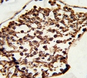 IHC analysis of FFPE human testis tissue stained with SET07 antibody