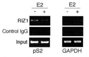 ChIP analysis: soluble chromatin was prepared from MCF7 cells treated/untreated with E2 for 45 min. Immunoprecipitation was performed with RIZ1 antibody. DNA extractions amplified using primer sets that cover the pS2 gene promoter region or the GAPDH gene promoter.