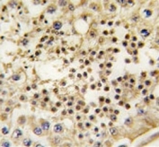 IHC analysis of FFPE human testis tissue stained with LIN28A antibody