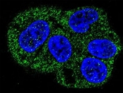 Confocal immunofluorescent analysis of LTF antibody with HepG2 cells followed by Alexa Fluor 488-conjugated goat anti-mouse lgG (green). DAPI was used as a nuclear counterstain (blue).