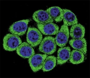 Confocal immunofluorescent analysis of Nucleolin antibody with 293 cells followed by Alexa Fluor 488-conjugated goat anti-mouse lgG (green). DAPI was used as a nuclear counterstain (blue).
