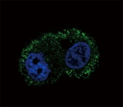 Confocal immunofluorescent analysis of ITGA6 antibody with HepG2 cells followed by Alexa Fluor 488-conjugated goat anti-mouse lgG (green). DAPI was used as a nuclear counterstain (blue).