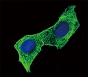 Confocal immunofluorescent analysis of b-Actin antibody with HeLa cells followed by Alexa Fluor 488-conjugated goat anti-mouse lgG (green). DAPI was used as a nuclear counterstain (blue).