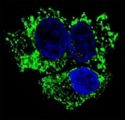 Confocal immunofluorescent analysis of ALDH2 antibody with HepG2 cells followed by Alexa Fluor 488-conjugated goat anti-mouse lgG (green). DAPI was used as a nuclear counterstain (blue).