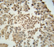 EZH2 antibody immunohistochemistry analysis in formalin fixed and paraffin embedded human testis tissue.