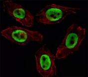Fluorescent image of U251 cell stained with EZH2 antibody. Immunoreactivity is localized to the nucleus.
