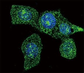 Confocal immunofluorescent analysis of ACOX1 antibody with HeLa cells followed by Alexa Fluor 488-conjugated goat anti-mouse lgG (green). DAPI was used as a nuclear counterstain (blue).