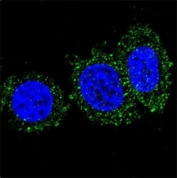 Confocal immunofluorescent analysis of anti-AKT2 antibody with HeLa cells followed by Alexa Fluor 488-conjugated goat anti-mouse lgG (green). DAPI was used as a nuclear counterstain (blue).