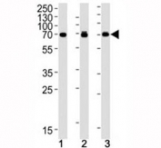S6K2 antibody western blot analysis in human (1) Jurkat, (2) MCF-7 and (3) mouse NIH3T3 cell lysate. Predicted molecular weight: 60-70 kDa