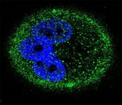 Confocal immunofluorescent analysis of MAPK15 antibody with MCF-7 cells followed by Alexa Fluor 488-conjugated goat anti-mouse lgG (green). DAPI was used as a nuclear counterstain (blue).