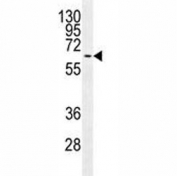 MAPK15 antibody western blot analysis in MCF-7 lysate.