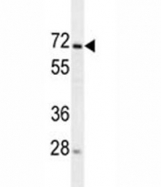MIPEP antibody western blot analysis in human HEK293 lysate.