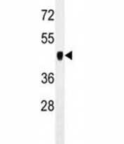 PDK2 antibody western blot analysis in mouse cerebellum tissue lysate. Predicted molecular weight ~46 kDa.