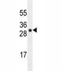 UBTD1 antibody western blot analysis in A549 lysate.