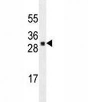 UBTD1 antibody western blot analysis in A549 lysate.
