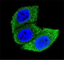Confocal immunofluorescent analysis of HSPA1A antibody with HeLa cells followed by Alexa Fluor 488-conjugated goat anti-mouse lgG (green). DAPI was used as a nuclear counterstain