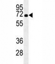 HSPA1A antibody western blot analysis in HL-60 lysate.