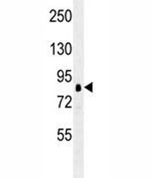 RPS6KA1 antibody western blot analysis in K562 lysate.~