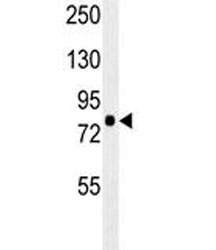 RPS6KA1 antibody western blot analysis in mouse cerebellum tissue lysate