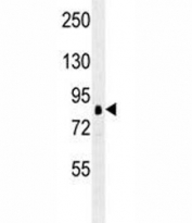 RPS6KA1 antibody western blot analysis in K562 lysate. Predicted molecular weight: 83~90 kDa.