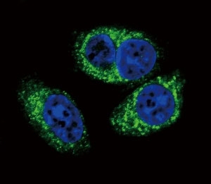 Confocal immunofluorescent analysis of TGFB2 antibody with A549 cells followed by Alexa Fluor 488-conjugated goat anti-rabbit lgG (green). DAPI was used as a nuclear counterstain (blue).
