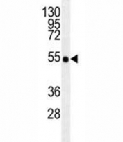 TRAF2 antibody western blot analysis in T47D lysate. Predicted molecular weight: ~55kDa.