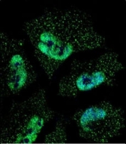 Confocal immunofluorescent analysis of HuR antibody with NCI-H460 cells followed by Alexa Fluor 488-conjugated goat anti-mouse lgG (green). DAPI was used as a nuclear counterstain (blue).