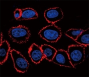 CD44 antibody confocal immunofluorescent analysis with HeLa cells. Primary Ab was followed by PE secondary (red). DAPI was used to stain the cell nucleus (blue).