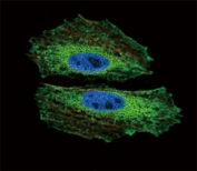 Confocal immunofluorescent analysis of BMI1 antibody with NCI-H460 cells followed by Alexa Fluor 488-conjugated goat anti-mouse lgG (green). Actin filaments have been labeled with Alexa Fluor 555 Phalloidin (red). DAPI was used as a nuclear counterstain (blue).