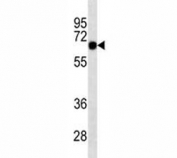 SOX9 antibody western blot analysis in K562 lysate. Predicted molecular weight: 56-65 kDa.