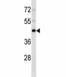 PDK4 antibody western blot analysis in K562 lysate.