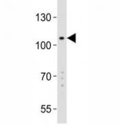 Western blot analysis of K562 lysate and GPR49 antibody at 1:2000.