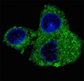 Fluorescent confocal image of HepG2 cells stained with Fatty Acid Synthase antibody. Alexa Fluor 488 secondary was used (green). FASN immunosignal localizes to the cytoplasm.~
