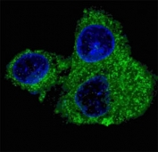 Fluorescent confocal image of HepG2 cells stained with Fatty Acid Synthase antibody. Alexa Fluor 488 secondary was used (green). FASN immunosignal localizes to the cytoplasm.