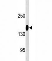 ANPEP antibody western blot analysis in HepG2 lysate