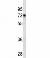 CD55 antibody western blot analysis in HeLa lysate. Observed molecular weight: 41~70 kDa.