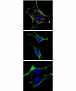 Fluorescent confocal image of SY5Y cells stained with KIT antibody at 1:50. Note the highly specific localization of the immunosignal to the membranes, especially the plasma membrane.