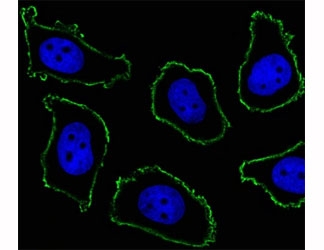 Fluorescent image of A549 cell stained with CD33 antibody at 1:25. CD33 immunoreactivity is localized to the membrane.~