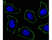 Fluorescent image of A549 cell stained with CD33 antibody at 1:25. CD33 immunoreactivity is localized to the membrane.