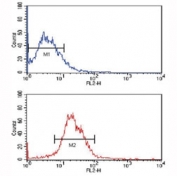 Flow cytometric analysis of MCF-7 cells using KLF4 antibody (bottom histogram) compared to a negative control (top histogram). PE-conjugated goat-anti-mouse secondary Ab was used for the analysis.