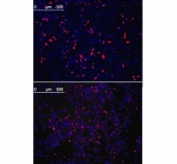 Immunofluorescence analysis with KLF4 antibody. HeLa cells transfected with pMX constructs of human KLF4 (top) and NIH3T3 cells transfected with pMX constructs of mouse KLF4 (bottom) were analyzed at approximately 62 hours after transfection.